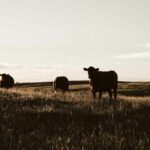 Climate Resilient Practices Key to Future of Livestock