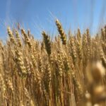 U.S. Farmers Need Incentives to Grow Organic Grains