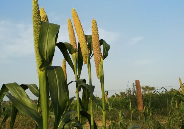 The International Center for Biosaline Agriculture is investing in crops like millet that can grow in what Alzaabi calls marginal environments
