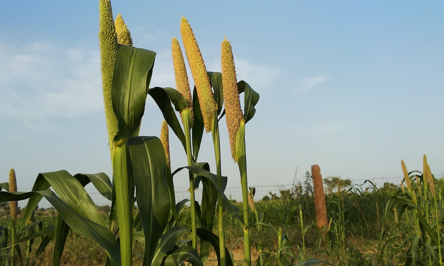 The International Center for Biosaline Agriculture is investing in crops like millet that can grow in what Alzaabi calls marginal environments