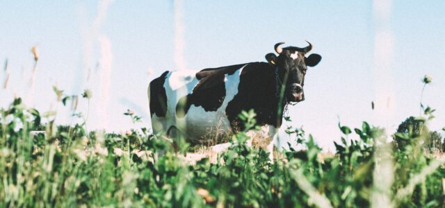 New Report Reveals Organic Dairy Farming Stores Carbon, Reduces Greenhouse Gas Emissions