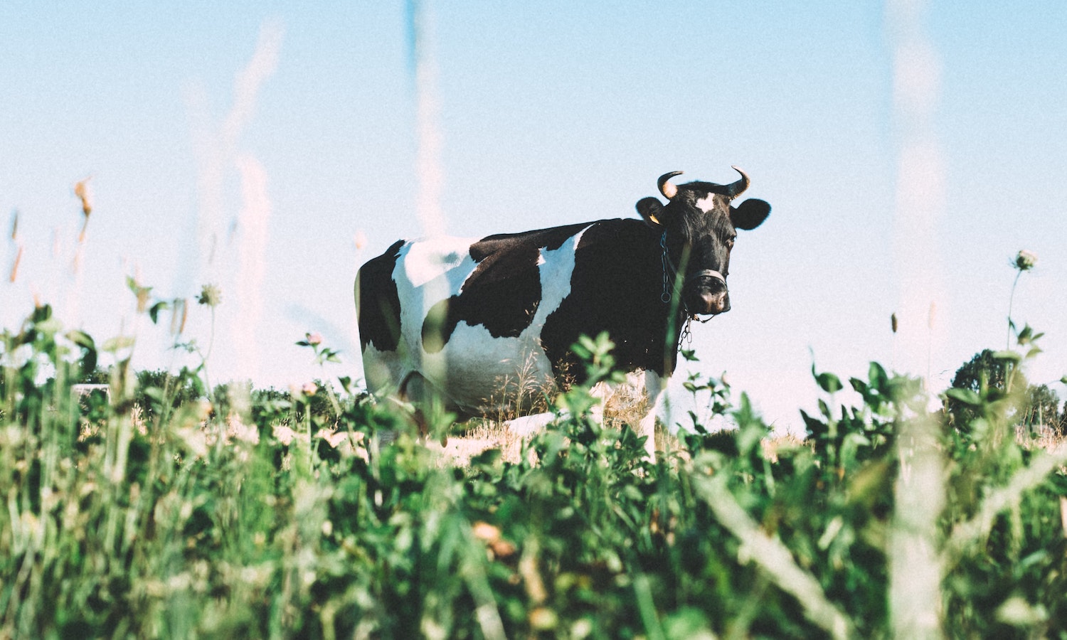 New Report Reveals Organic Dairy Farming Stores Carbon, Reduces Greenhouse Gas Emissions