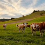How Investing in Livestock Health Can Save People and the Environment