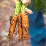 Organic Food & Farming Report Outlines Opportunities for the Farm Bill