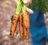 Organic food & farming