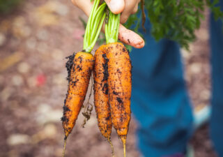 Organic food & farming