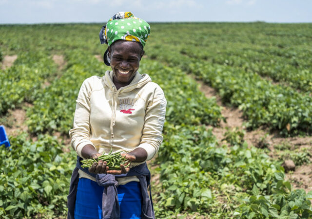 Farmer cultivates green beans, which can help tackle the hunger and climate crises, in Kenya