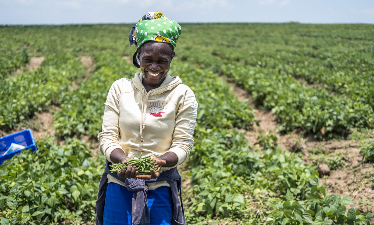 Farmer cultivates green beans, which can help tackle the hunger and climate crises, in Kenya