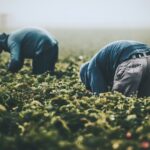 Current Laws Fail to Protect Farm Workers from Pesticides