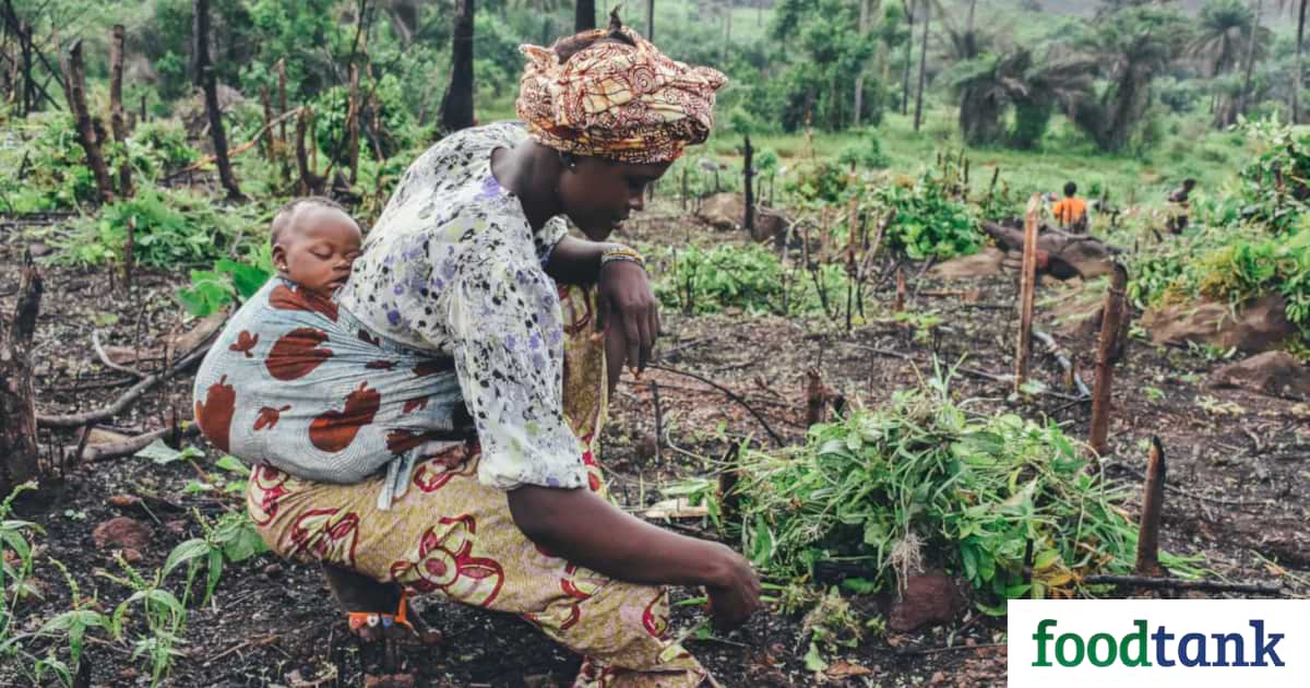 The film series Rich Appetites released “Science,” outlining evidence supporting agroecology in Africa as philanthropists push industrialized agriculture.