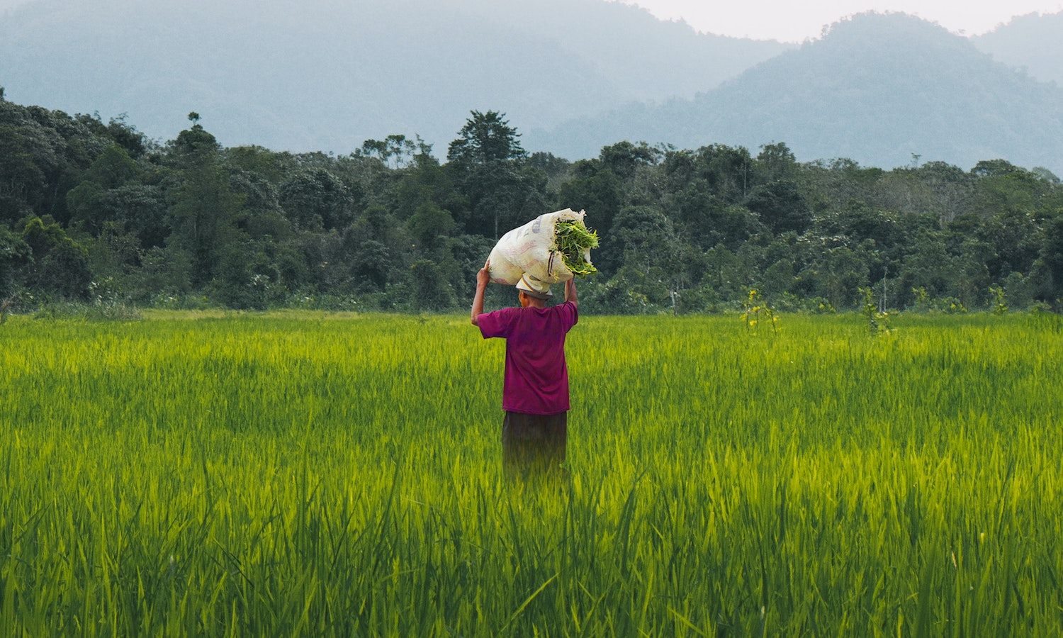 Contribute to the work of capitalizing on experiences in the development of  agricultural sectors — La Guilde