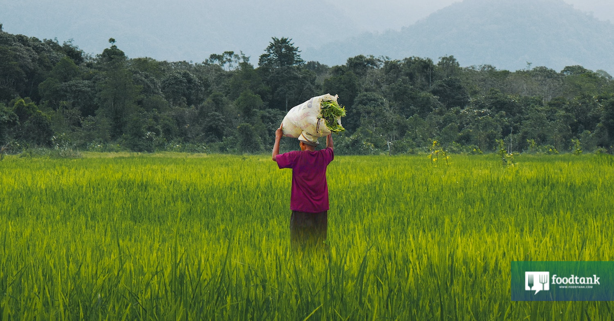 The role of small-scale farmers in sustainable local food production