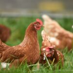 Diversified Pastured Poultry Models Can Reduce Risk of Highly Pathogenic Avian Influenza
