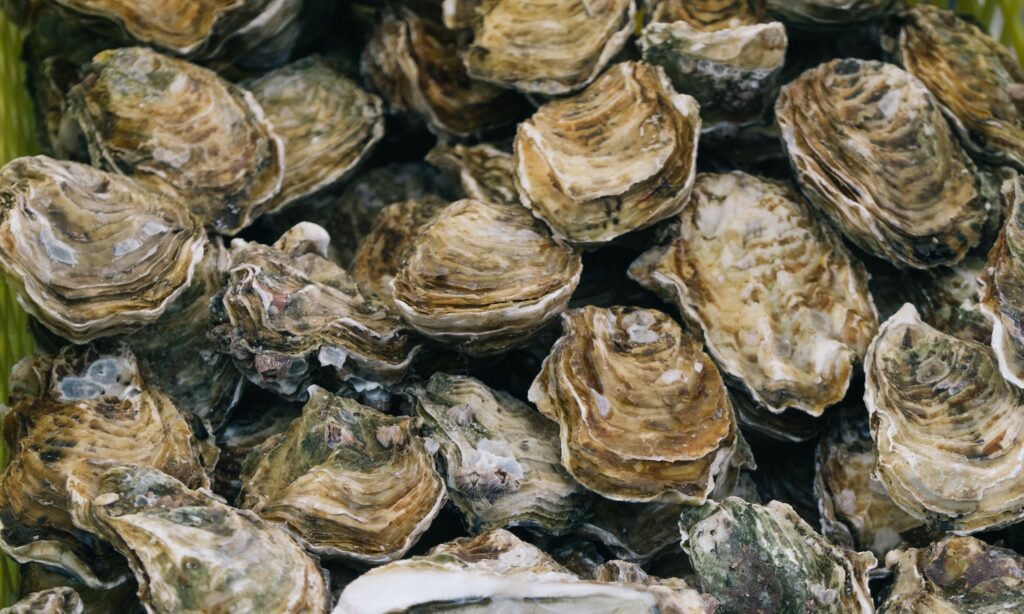 Healthier Oysters, Healthier Chesapeake Bay – Food Tank