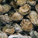 Healthier Oysters, Healthier Chesapeake Bay