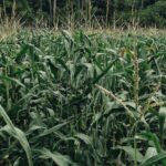 No Reason for Alarm over Mexico’s GM-Corn Ban