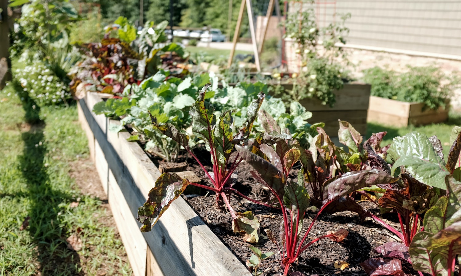 Study Finds Saskatchewan’s Garden Patch Urban Garden a Success