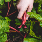 Driving the Food Movement Forward One Edible Garden at a Time