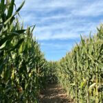 Science, Precaution, and Mexico’s GMO Corn Restrictions