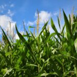 Mexico Calls U.S. Bluff on Science of GMO Corn Restrictions