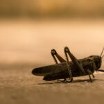 Breakthrough in Locust Management: A Sustainable Solution Can Save Wildlife While Controlling Swarms