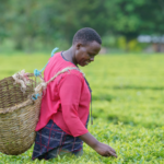 AgriPath: Working to Benefit Women and Youth Smallholders in Sub-Saharan Africa and Asia