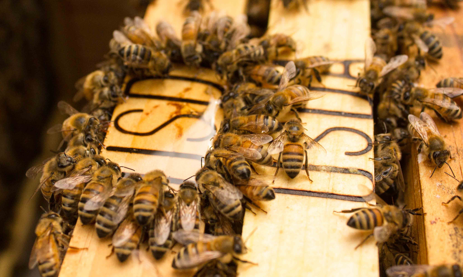 World's First Vaccine to Save Honeybees from Deadly Disease Approved by USDA