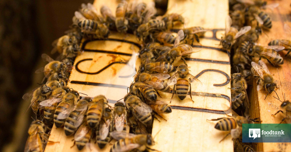 World's First Vaccine to Save Honeybees from Deadly Disease Approved by USDA
