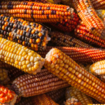 Mexico’s Proposed GM Corn Ban Sparks North American Trade Turmoil