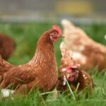 USDA Organic Livestock Standards Set to Improve Animal Welfare and Public Health