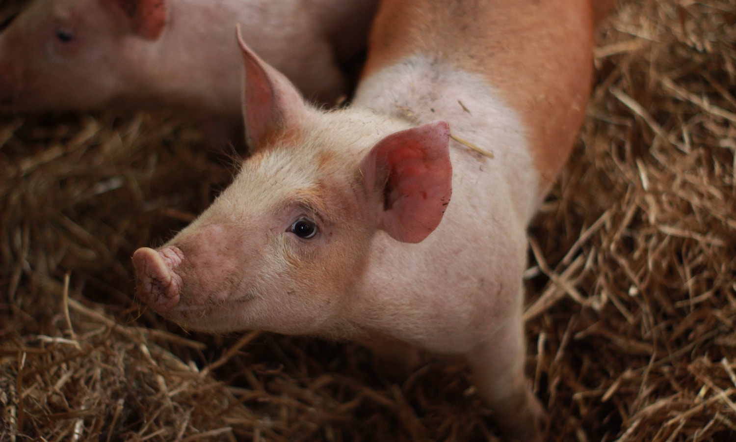 a-new-hog-farming-model-for-the-next-generation-food-tank