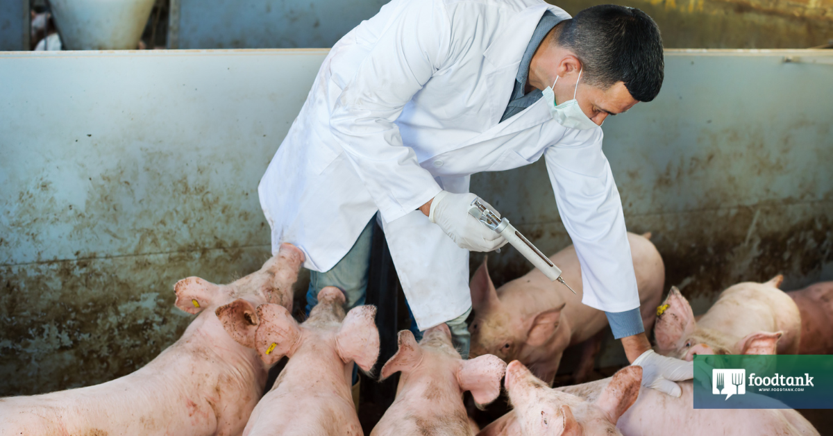 African Swine Fever is one of the most deadly animal diseases in the world. A vaccine has been made commercially available today.