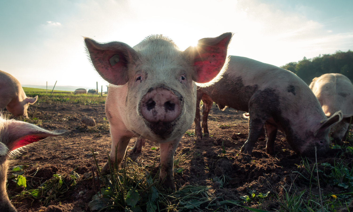 After decades of research, the world’s first vaccine for African Swine Fever has just been approved to be sold commercially in Vietnam.