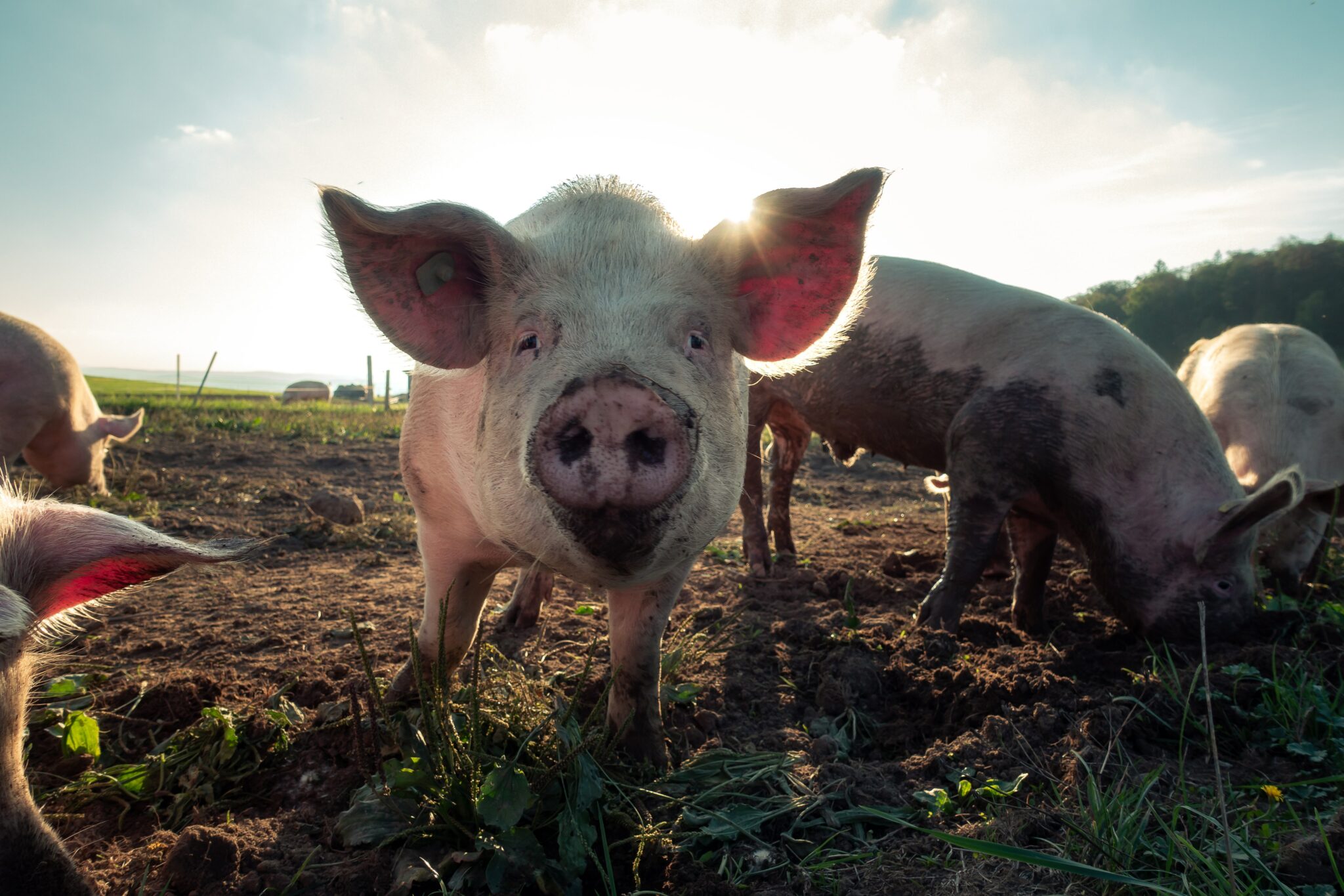 African Swine Fever has led to hundreds of millions of deaths and cullings, and threatens the socioeconomic security of farmers around the world.