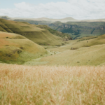 FAO Releases Assessment of Soil Carbon in Grasslands