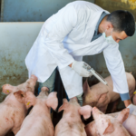 World’s First Vaccine for Deadly African Swine Fever Approved for Commercial Use