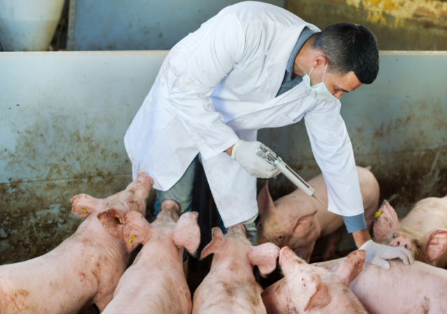 African Swine Fever is one of the most deadly animal diseases in the world. A vaccine has been made commercially available today.