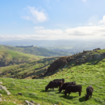 Silver Fern Farms’ Net Carbon Zero Program: A Pioneer in Sustainable Meat Production