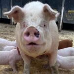 Finding Balance as a Sixth-Generation Pig Farmer