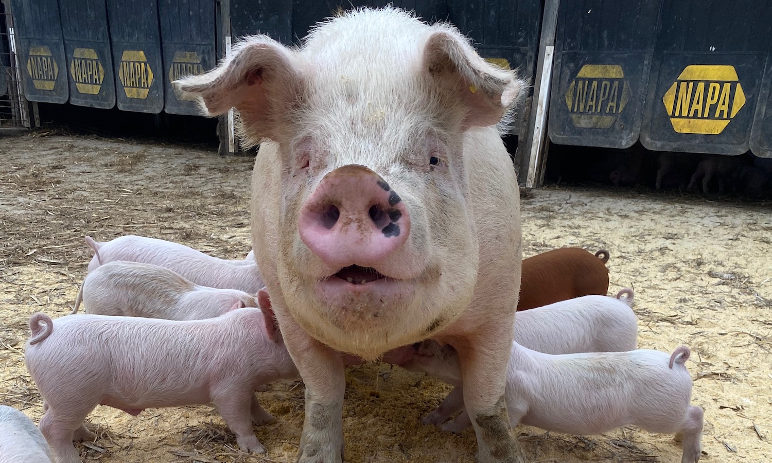 Finding Balance as a Sixth-Generation Pig Farmer – Food Tank