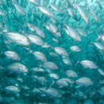 Bridging Seas to Sustainability: WTO’s ‘Fish Month’ Pushes Against Fishing Subsidies