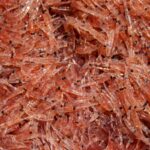 Krill Fishing Boom May Threaten Antarctic Predators and Climate Crisis Mediation