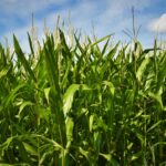 Hardline U.S. Stance Ignores Non-GM Corn Opportunity for U.S. Farmers