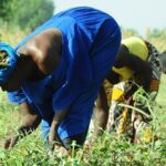 Fostering Local Food Systems Solutions in West and Central Africa