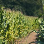 Mexico’s Precaution on GM Corn Safety Is Justified