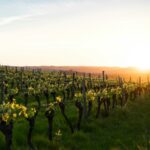El Valle de Guadalupe Under Threat: The Campaign to Save Mexico’s Wine Country