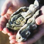 Revitalizing Seas: Creating a Sustainable Future for Oysters