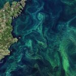 Transforming the Baltic and North Seas with Algae-Based Solutions