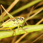 ICIPE Wants to Advance Insect Technology Globally