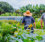 Veteran farmers find healing through agriculture at Hoʻōla Farms in Hawaiʻi